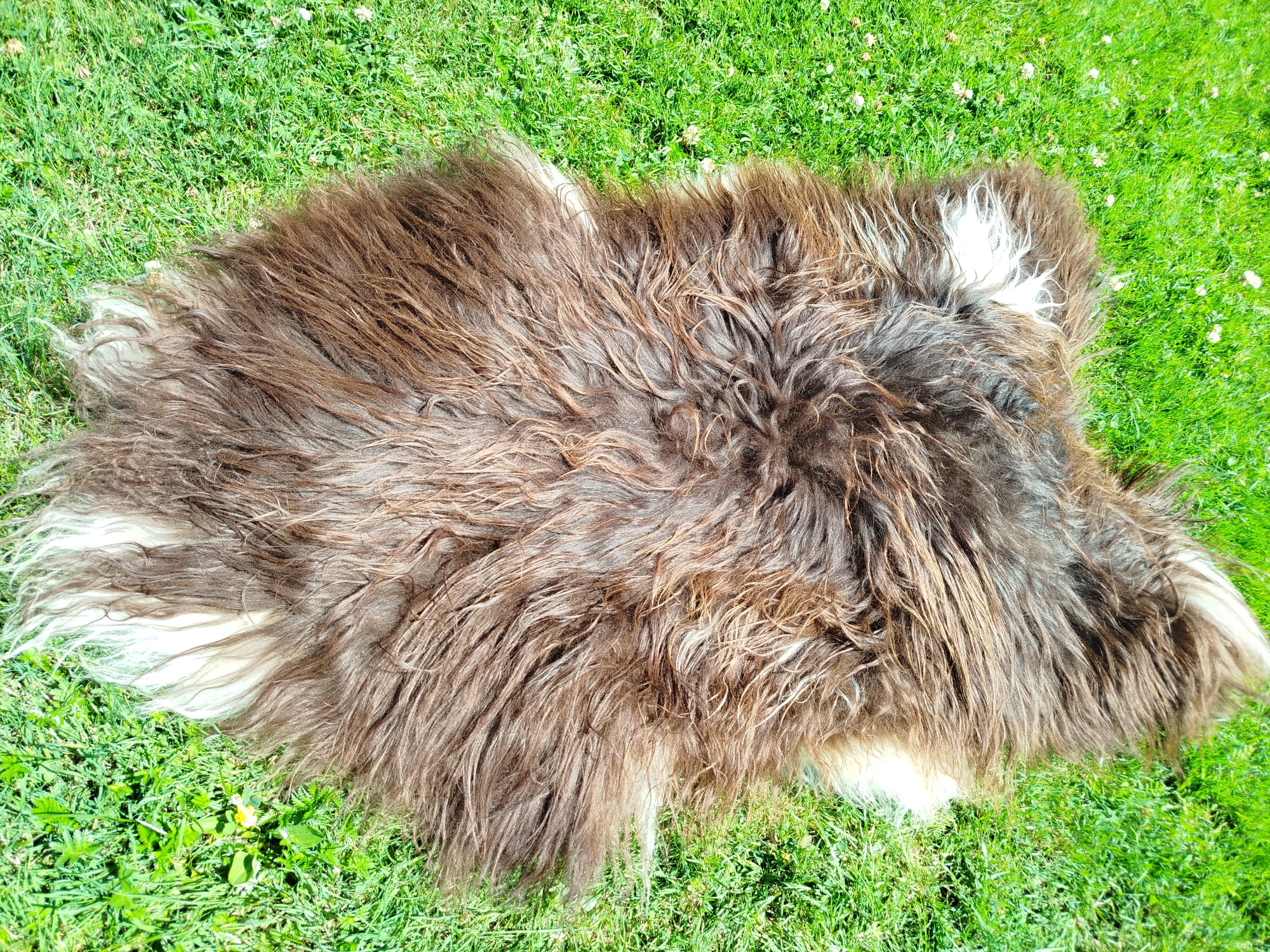 Heidschnucke Sheepskins, High Quality - Image 3
