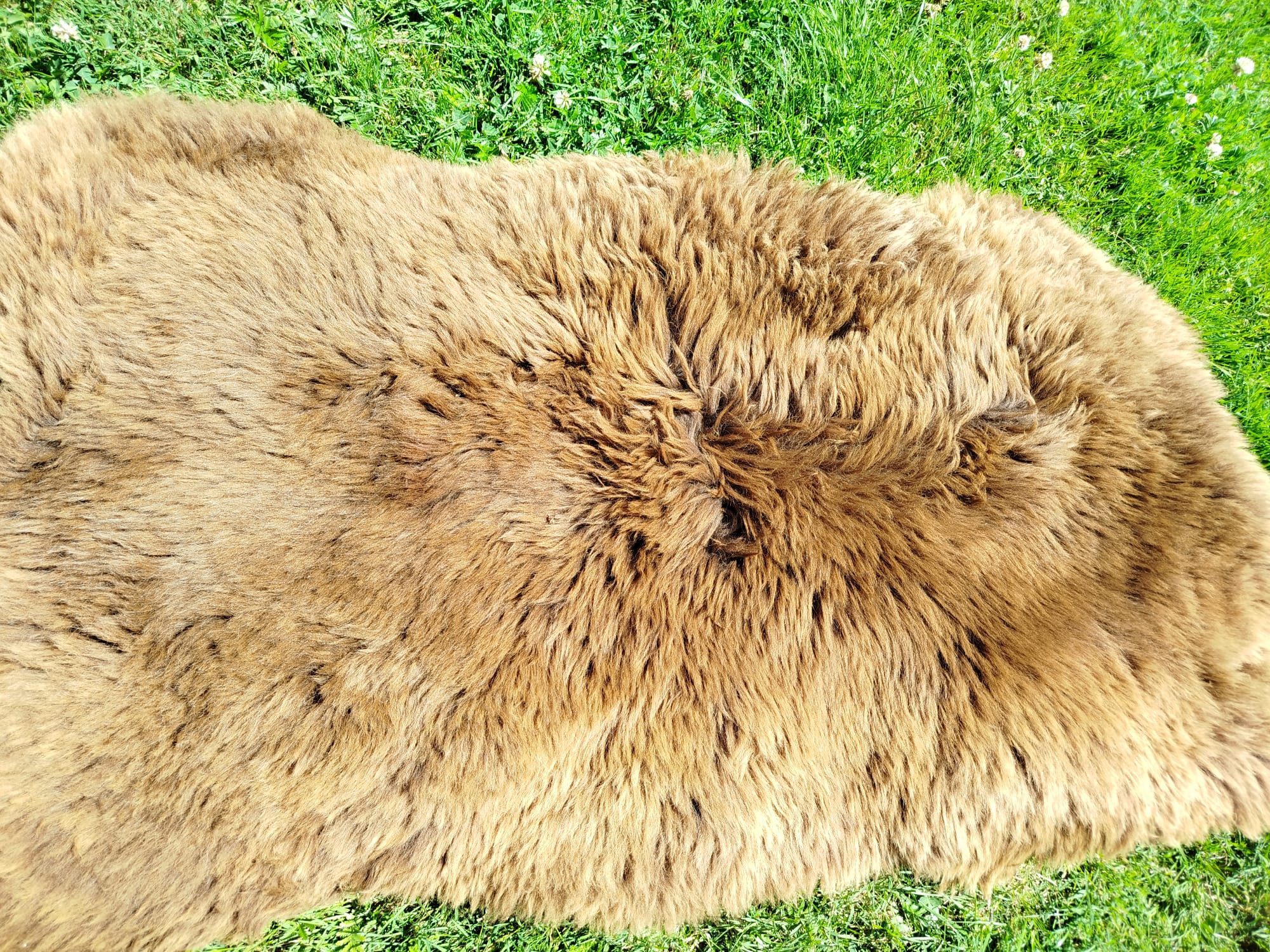 Natural Swedish Sheepskins, High Quality - Image 6