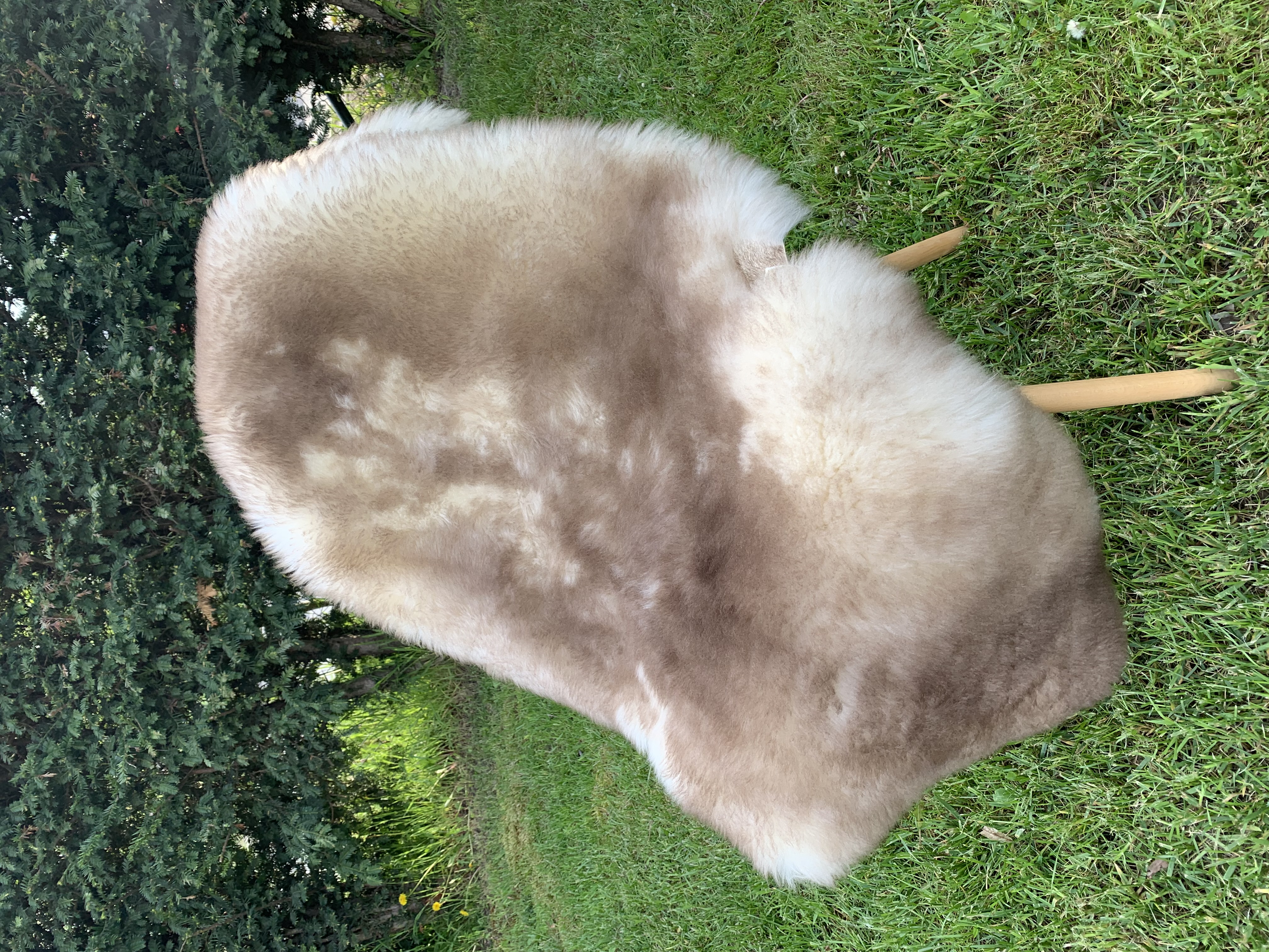Collection of Meliert Sheepskins, Highest Quality - Image 6