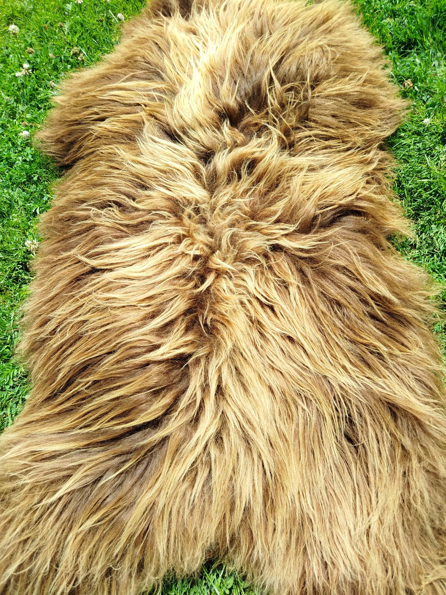 Heidschnucke Sheepskins, High Quality - Image 4