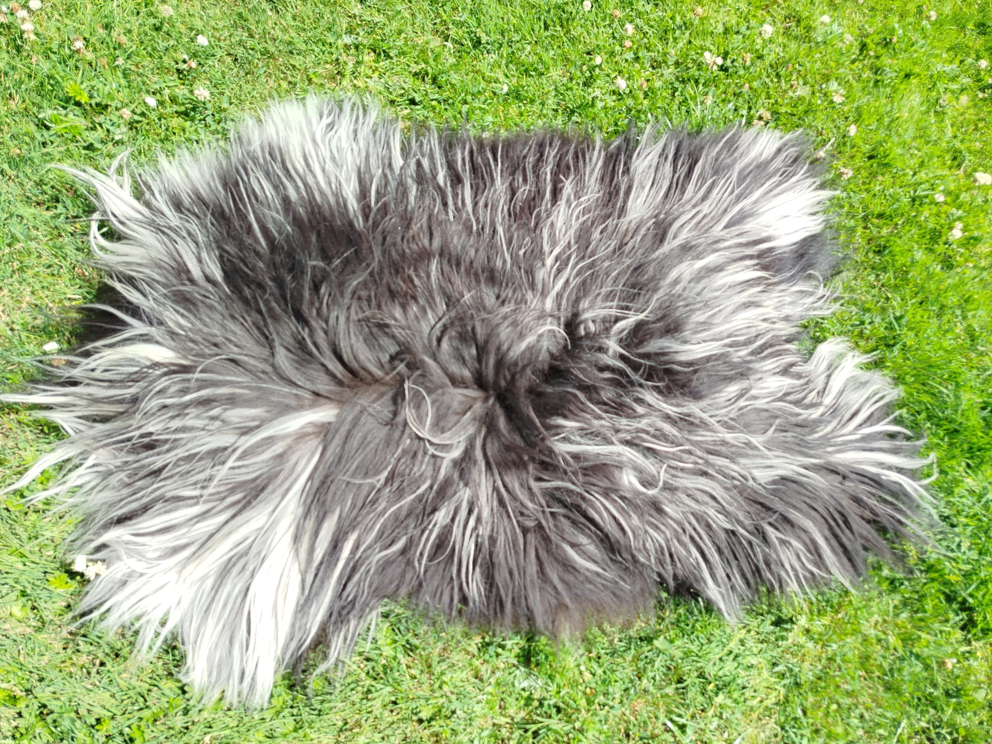 Heidschnucke Sheepskins, High Quality - Image 2