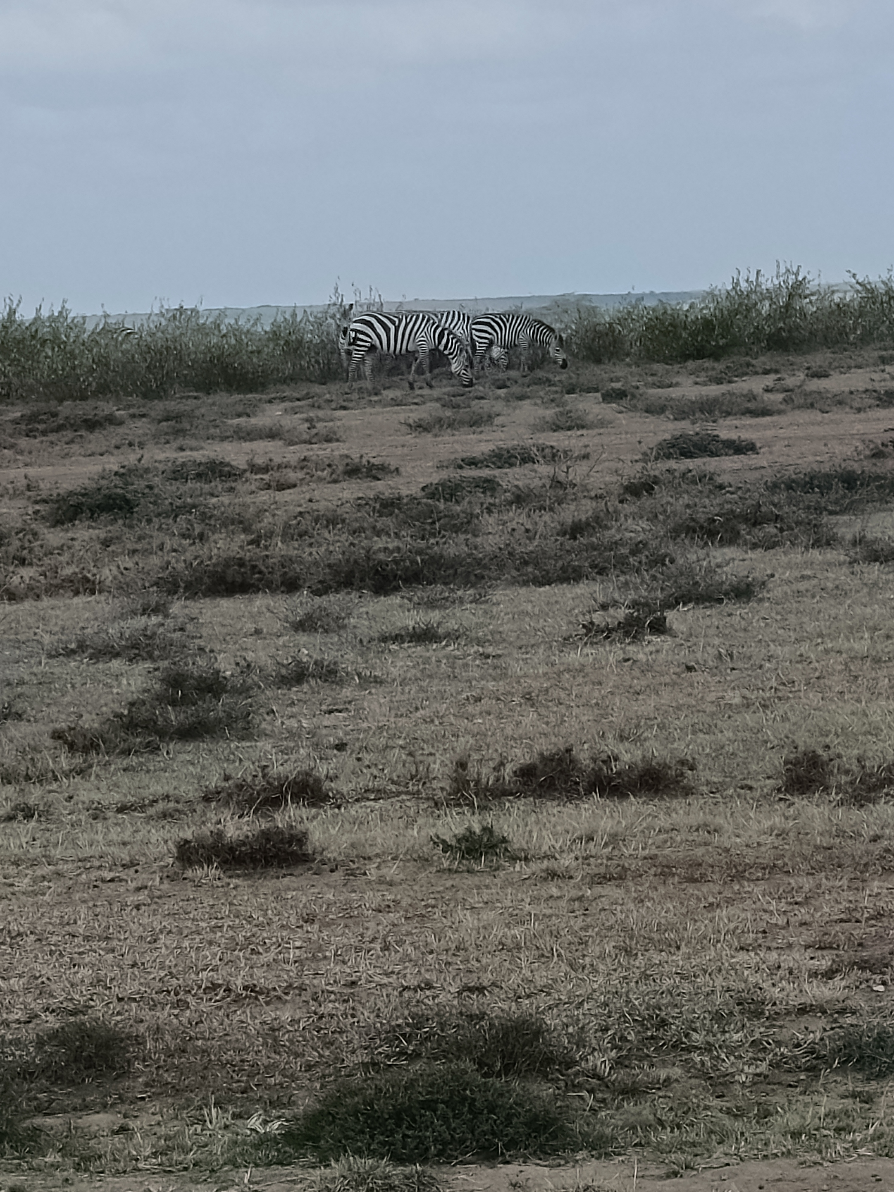 5 acres - Image 1