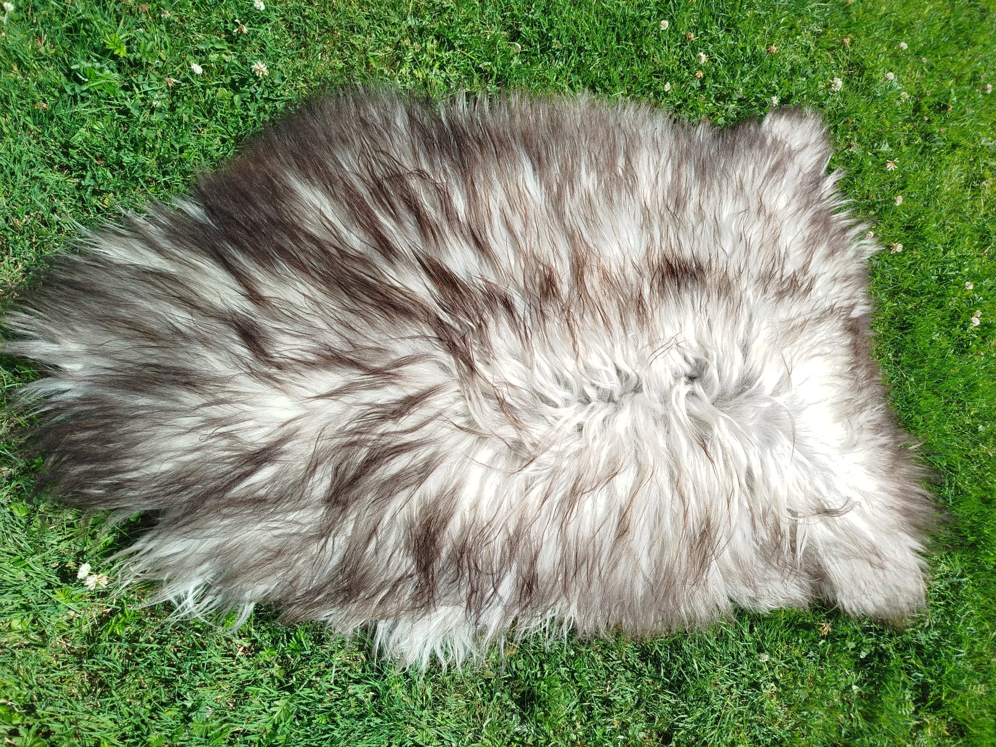 Heidschnucke Sheepskins, High Quality - Image 6
