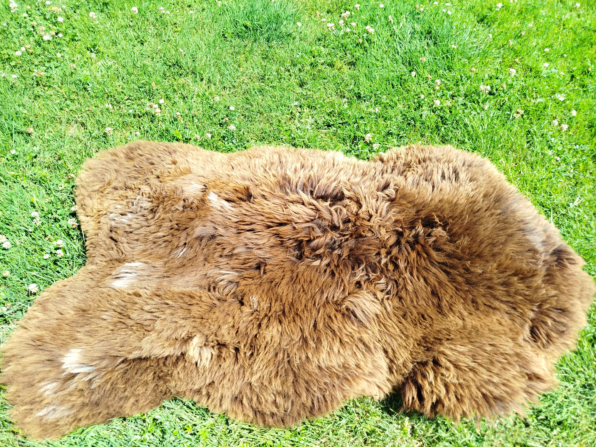 Heidschnucke Sheepskins, High Quality - Image 5